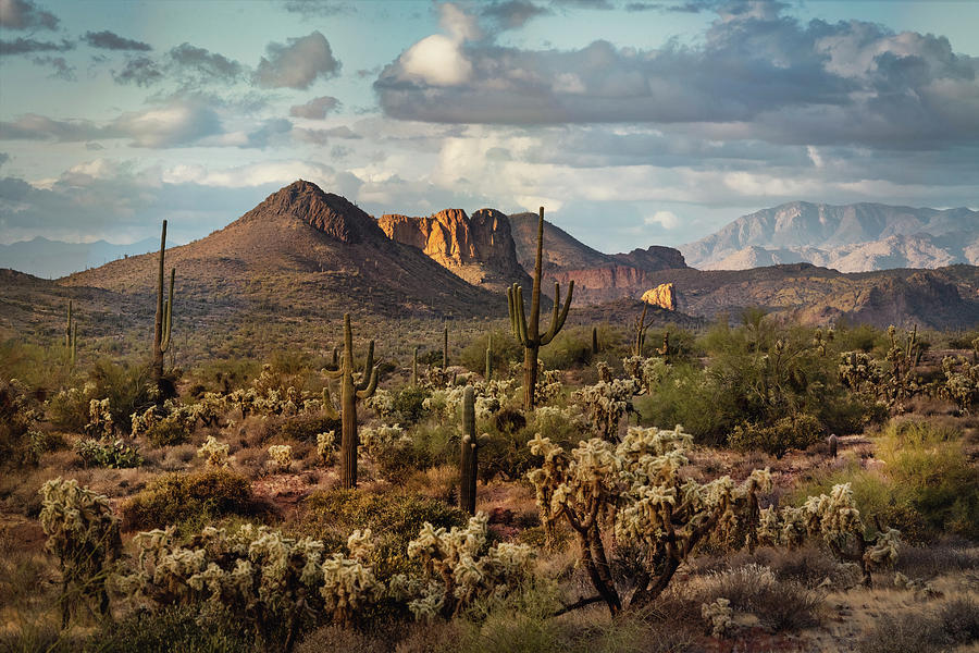 An Afternoon In The Sonoran  Photograph by Saija Lehtonen
