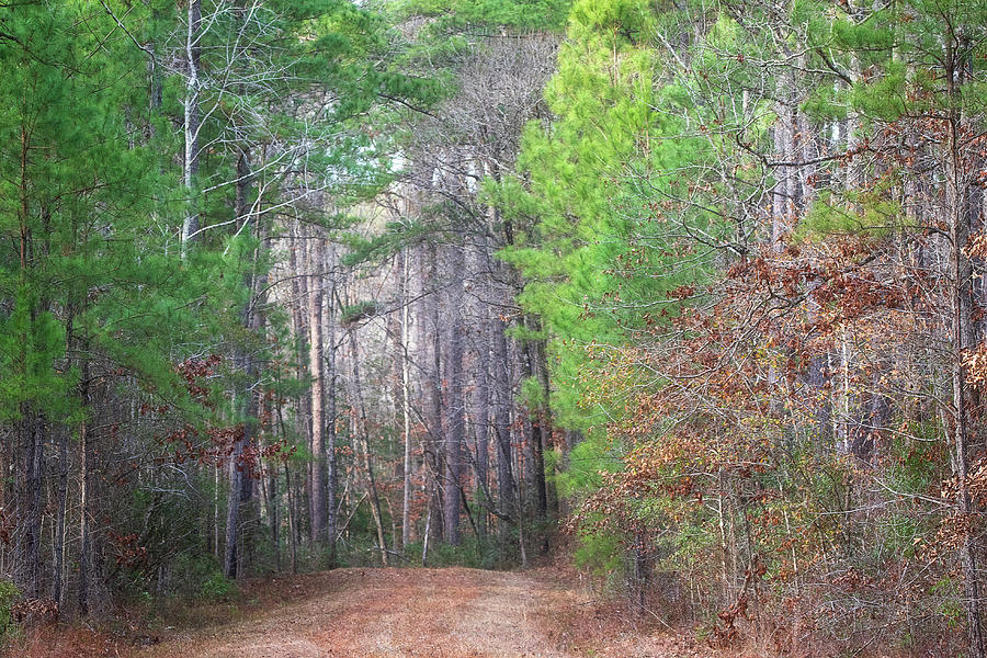 An Afternoon in the Woods - Croatan National Forest Photograph by Bob Decker