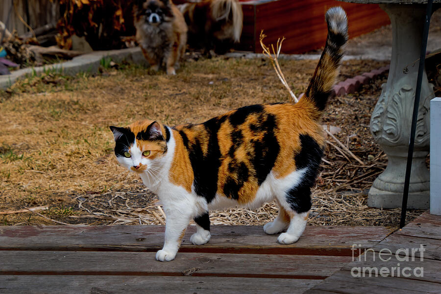 Cat Photograph - An Afternoon Stroll For Miss Ellie by Al Bourassa