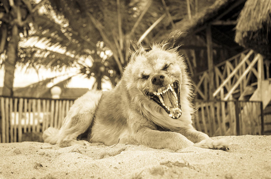 An aggressive dog barking Photograph by Andrew Lever An aggressive dog barking Photograph by Andrew Lever