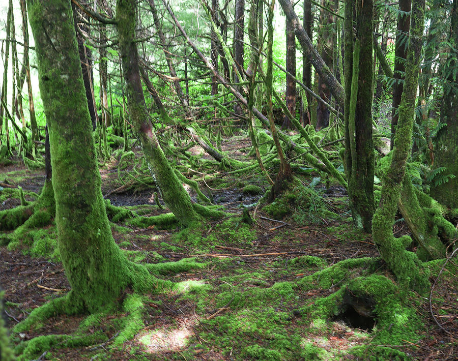 An Alaskan Forest Look Photograph by Ed Williams