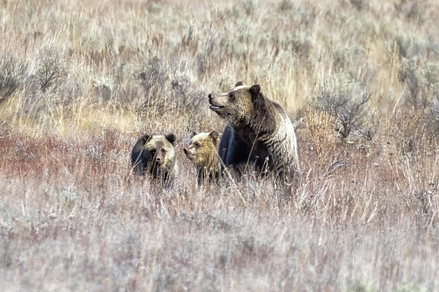 An Alert Blondie with Her Cubs Photograph by Belinda Greb