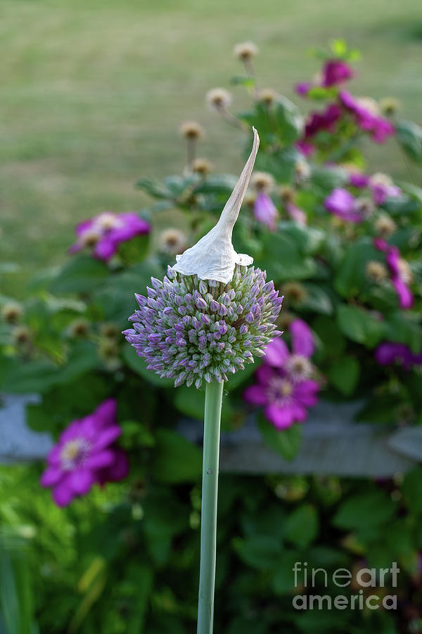 An alium sativum, or garlic, blossom head resembles a mass of small garlic cloves Photograph by William Kuta