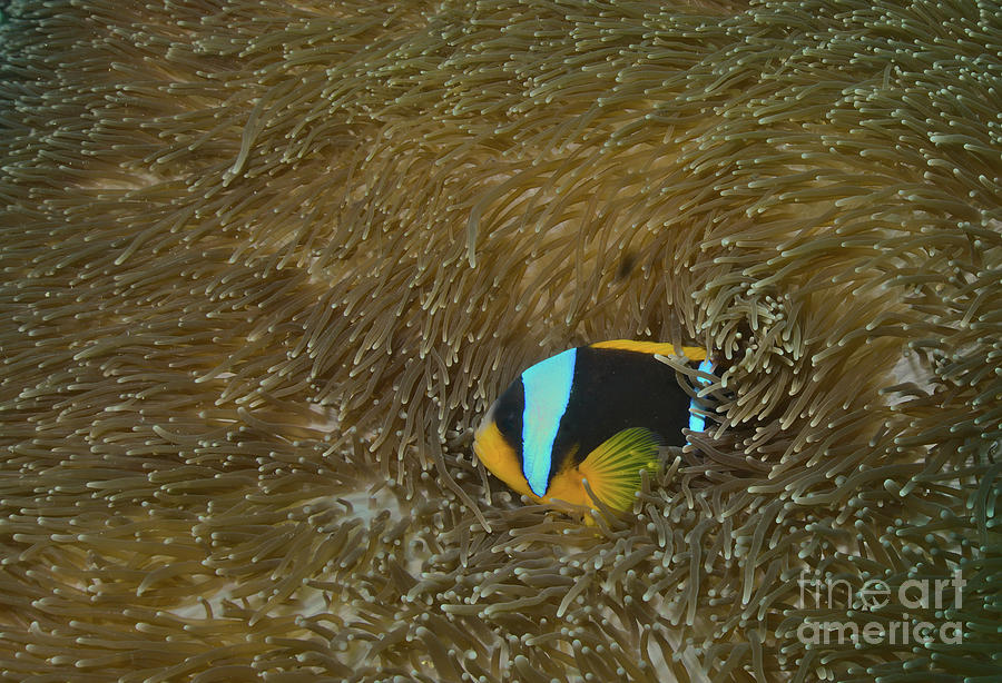 Allard anemonefish Photograph by Nirav Shah