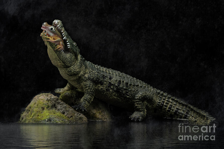 Crocodile Photograph - An Alligator and a Frog by Linda D Lester