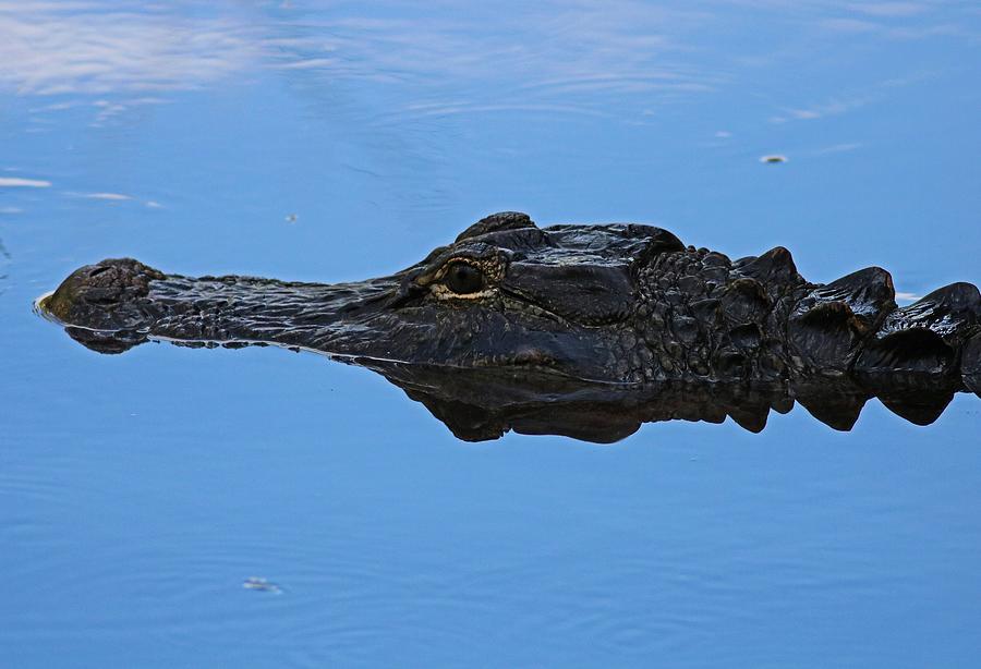 An Alligator at Ding Photograph by Michiale Schneider
