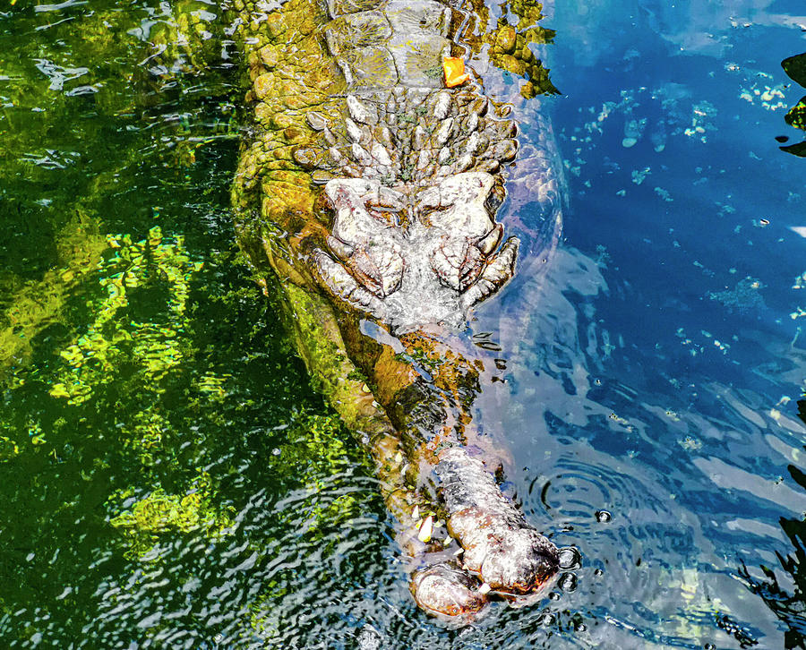 An Alligator is Swimming Photograph by Aydin Gulec