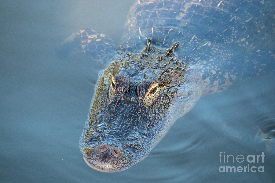 An Alligator With A Reflection In its Eye Photograph by Philip And Robbie Bracco