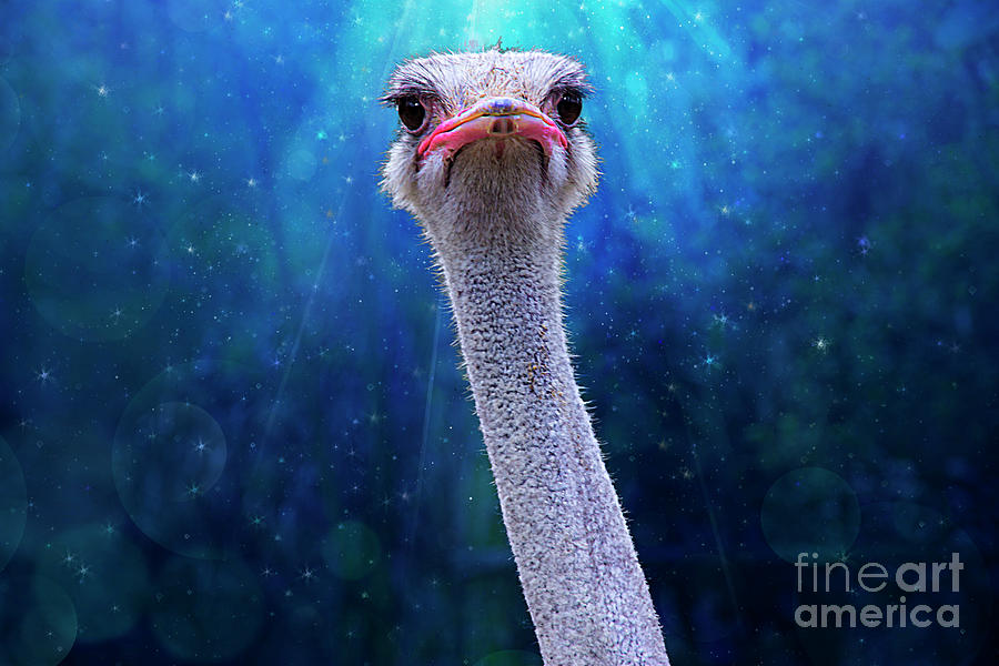An Amaru Ostrich Photograph by Al Bourassa