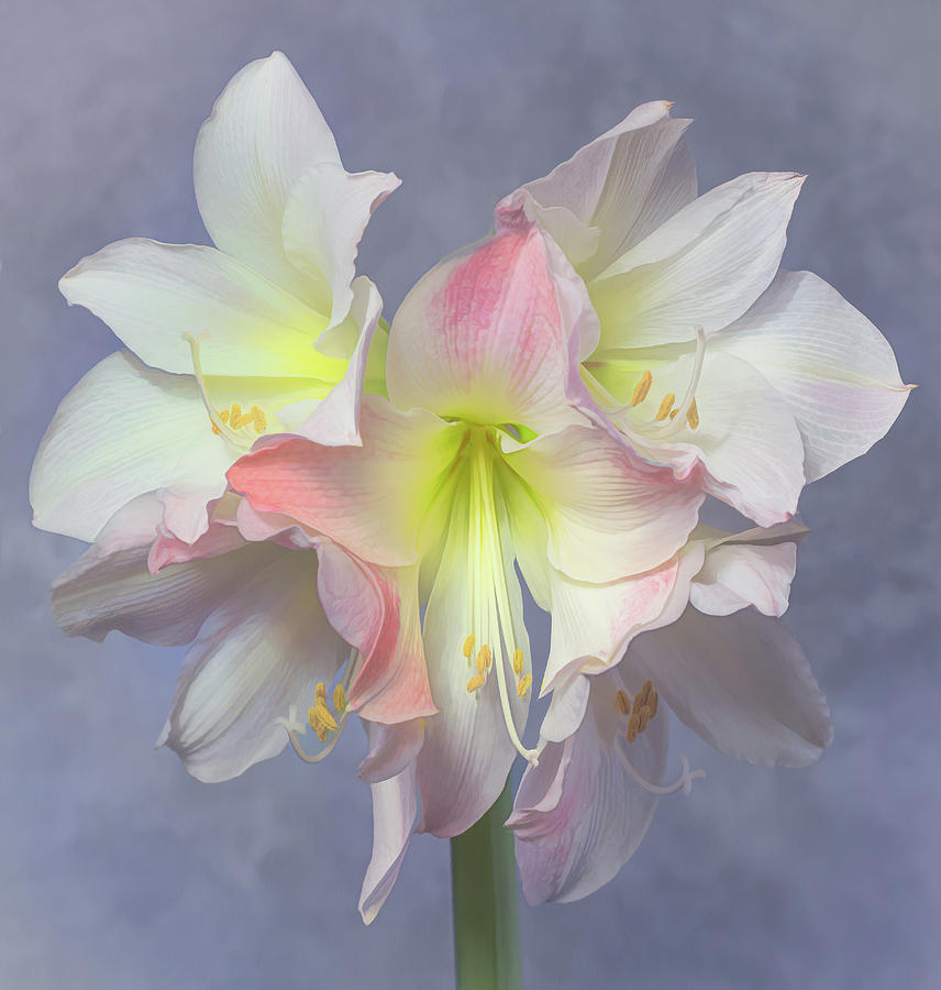 An Amaryllis Bloom Photograph by Sylvia Goldkranz