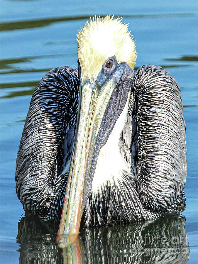 An Amazing Brown Pelican Photograph by Joanne Carey