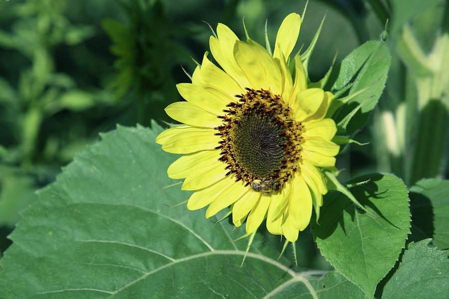 An Amazing Sunflower Photograph