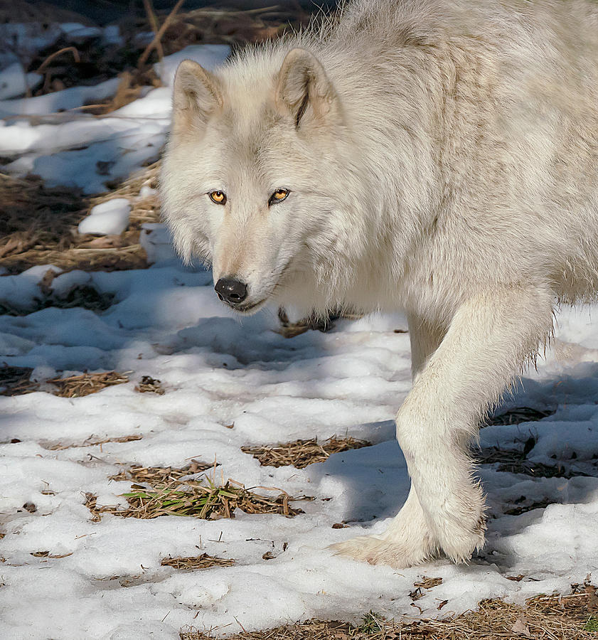 An Ambassador Wolf  Photograph by Sylvia Goldkranz