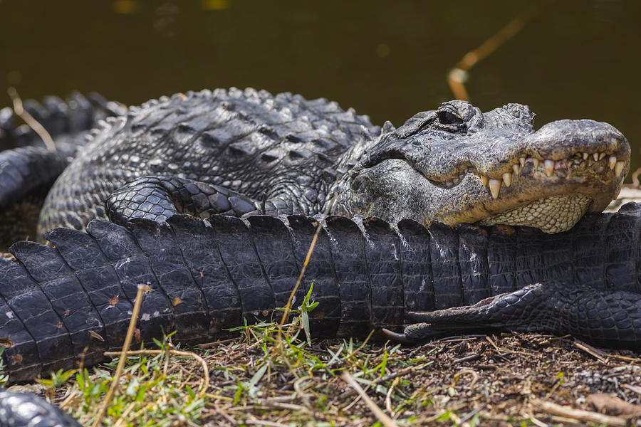 An American Alligator (Alligator mississippiensis) rests its head on anothers tail while basking in the sun in Shark Valley, Everglades National Park Photograph by Steven Miley / Design Pics