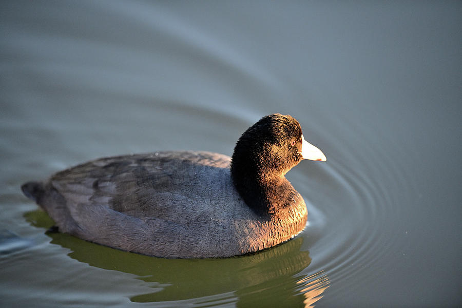 An American Coot at Shoreline Lake, Mountain View Photograph by Amazing Action Photo Video