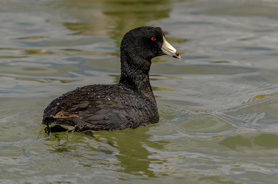 An American Coot Photograph by Yeates Photography