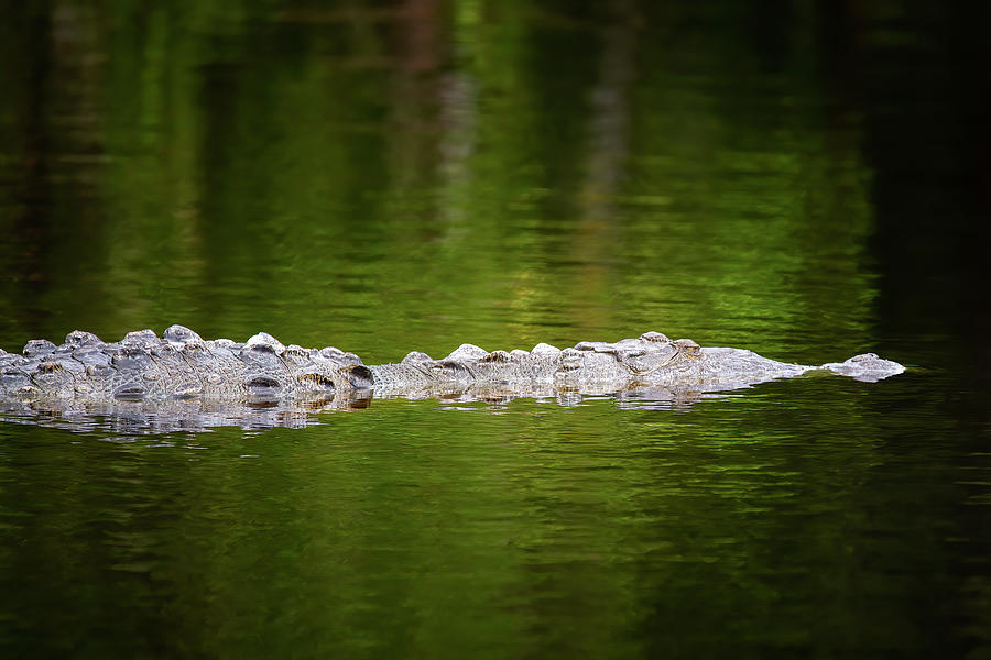 An American Crocodile in Everglades National Park Photograph by Mark Andrew Thomas