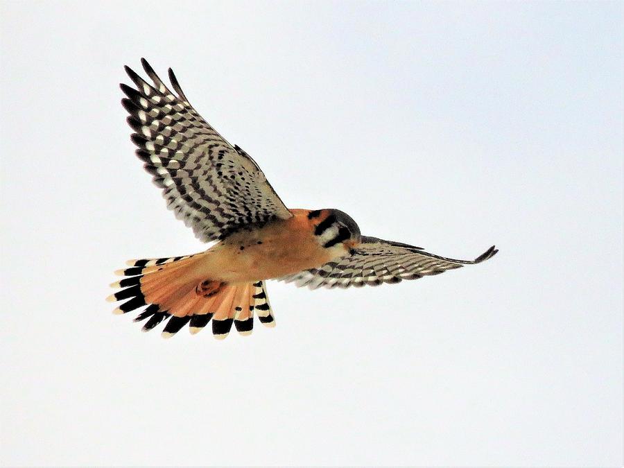 An American Kestrel  Photograph by Lori Frisch