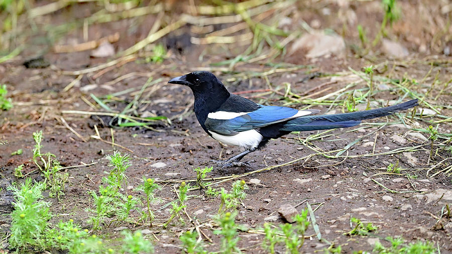 An American Magpie - Pica hudsonia Photograph by Amazing Action Photo Video