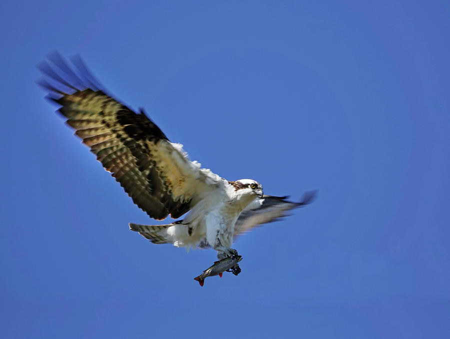 An American Osprey Photograph