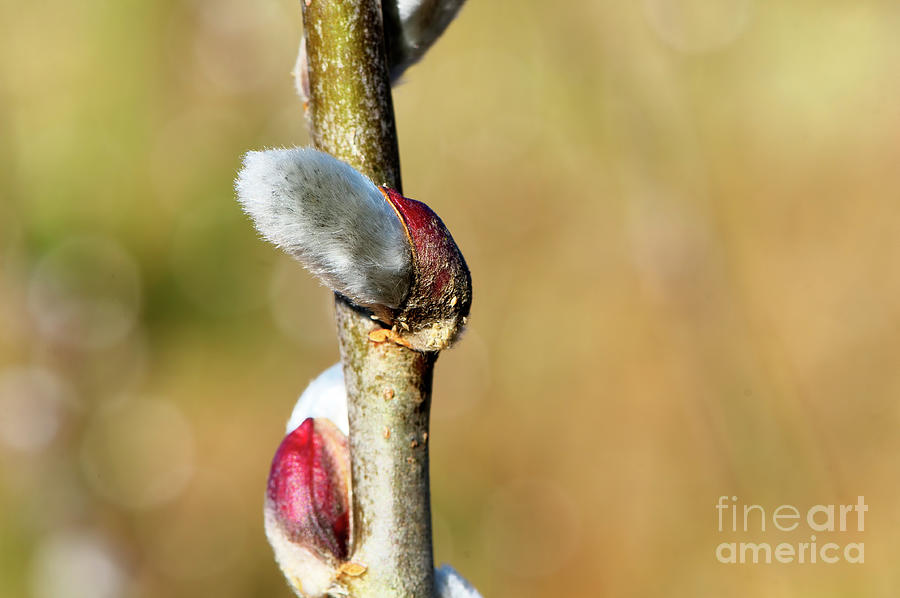 An American Pussy Willow catkin emerging in the spring Photograph by Sharon Talson