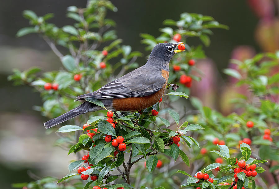 An American Robin eating berries Photograph by Belia Koziak - Fine Art ...