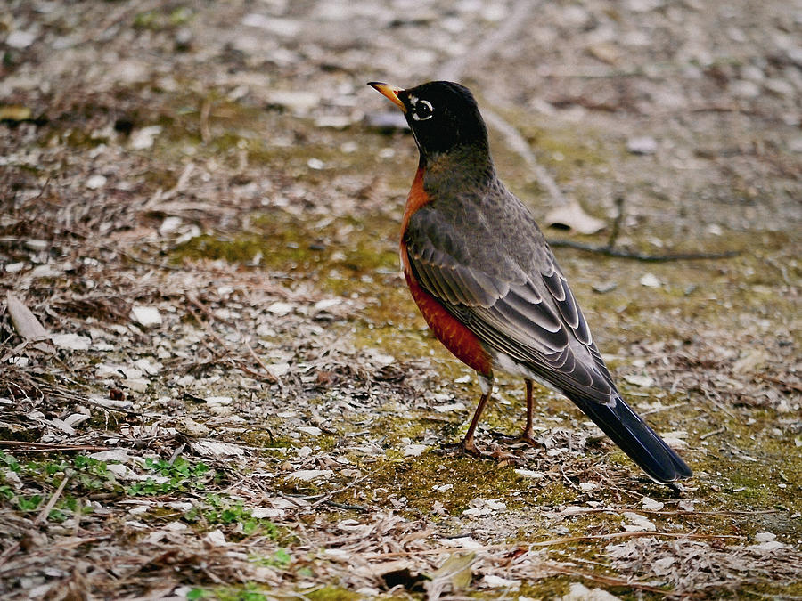 An American Songbird Photograph by Rachel Morrison