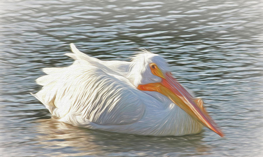 An American White Pelican Photograph by HH Photography of Florida