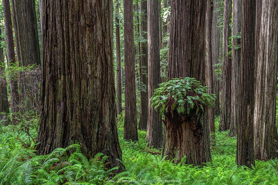 An Ancient Forest Photograph By Tim Demers - Fine Art America