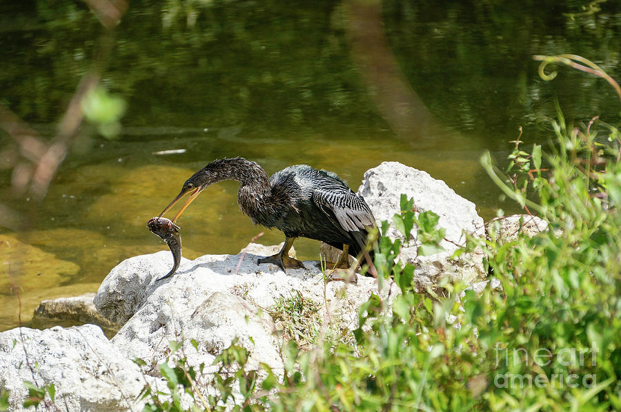 An anhinga softens his catch against a rock prior to eating in t Photograph by William Kuta