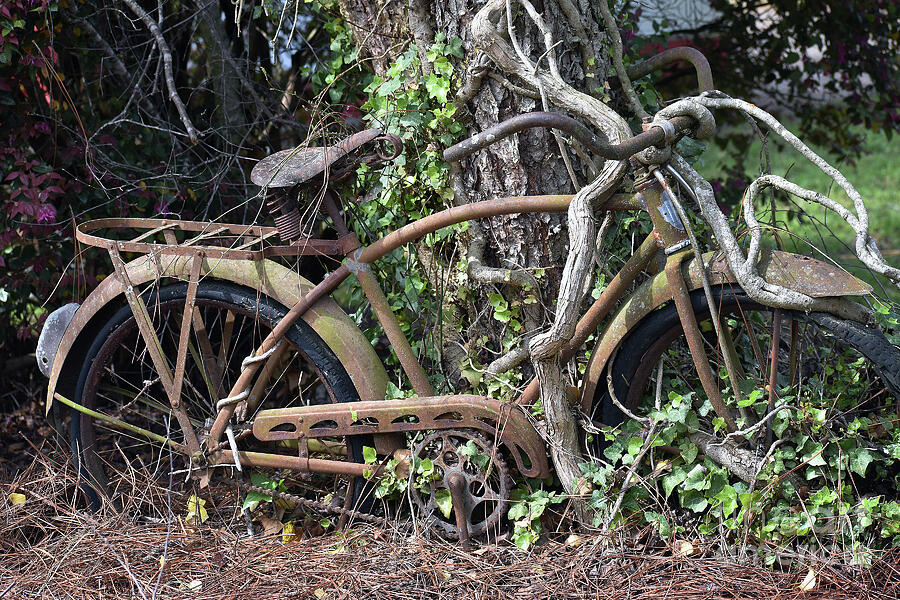 Nature Photograph - An Antique Bike by Skip Willits