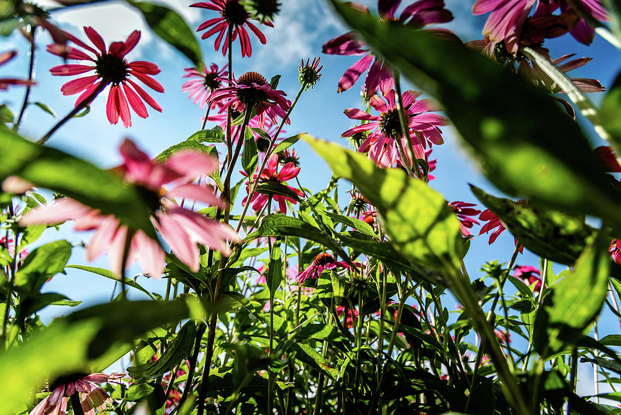 An Ants View Up Through the Flowers Photograph by Anthony Doudt