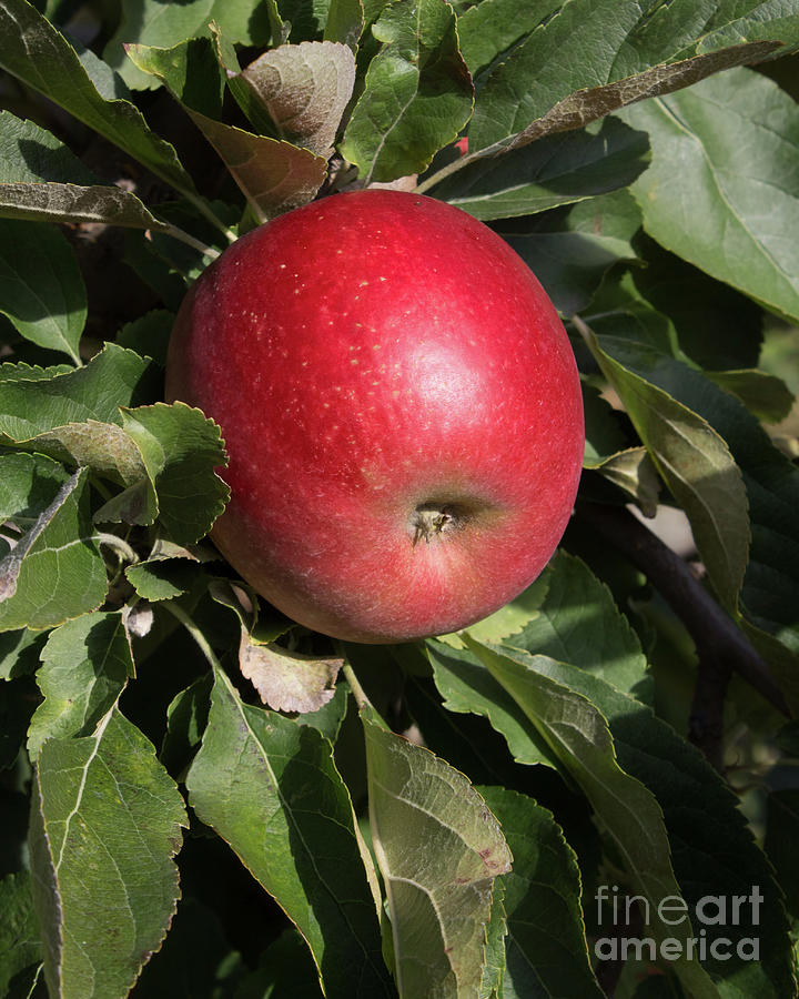 An Apple A Day Photograph by Barbara McMahon