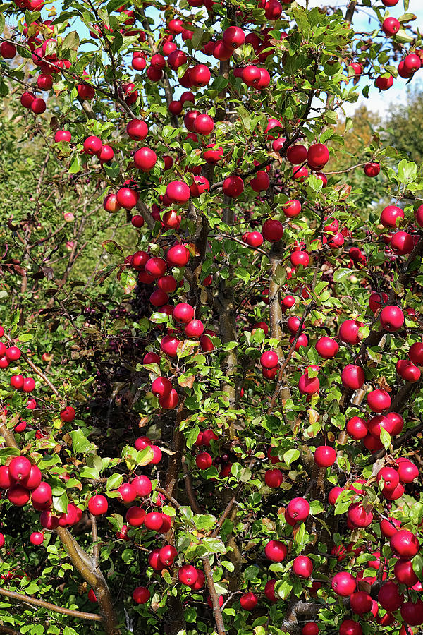 An apple tree loaded with red crab apples Photograph by Amelia Martin ...