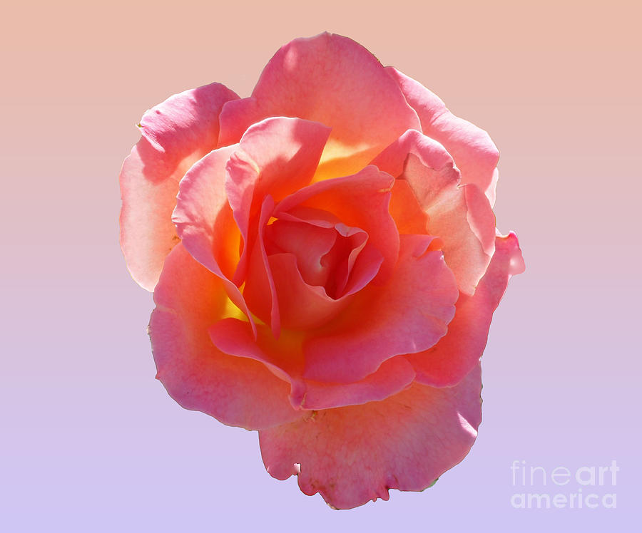 An Apricot and Pink Rose Photograph by L Bosco