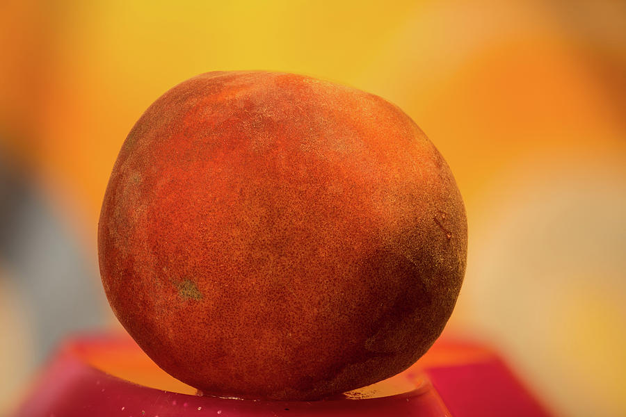 An Apricot - Prunus Armeniaca Photograph by Amazing Action Photo Video