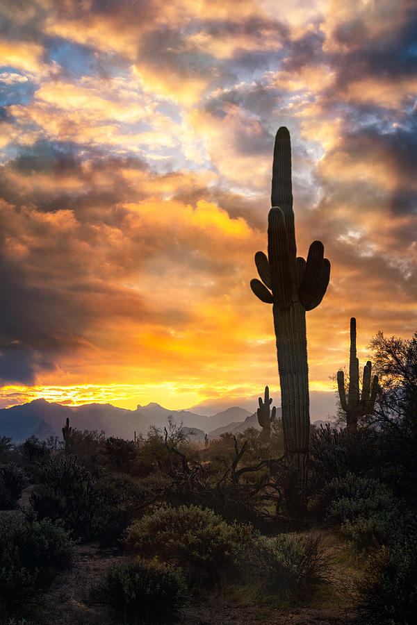 An Arizona Morning Is Calling  Photograph by Saija Lehtonen