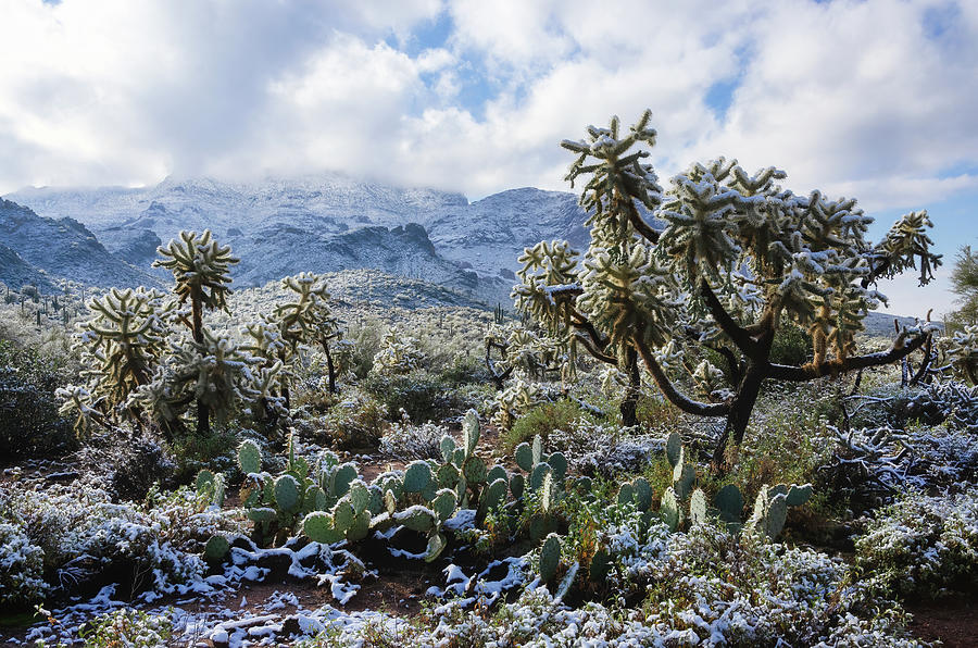 An Arizona Snow Day  Photograph by Saija Lehtonen