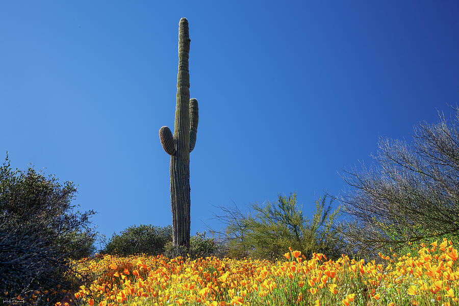 An Arizona Superbloom Photograph by Rick Furmanek