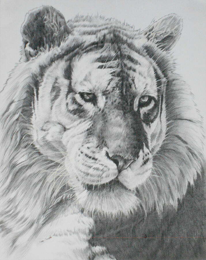 An Arresting Beauty Drawing by Barbara Keith