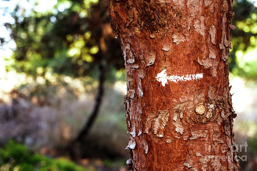 An Arrow Indicates The Way Forward In Nature Conservation, Tree Photograph