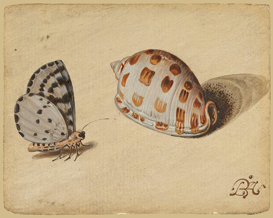 An Arrowhead Blue Butterfly and a Scotch Bonnet Sea Shell Painting by Circle of Balthasar van der Ast