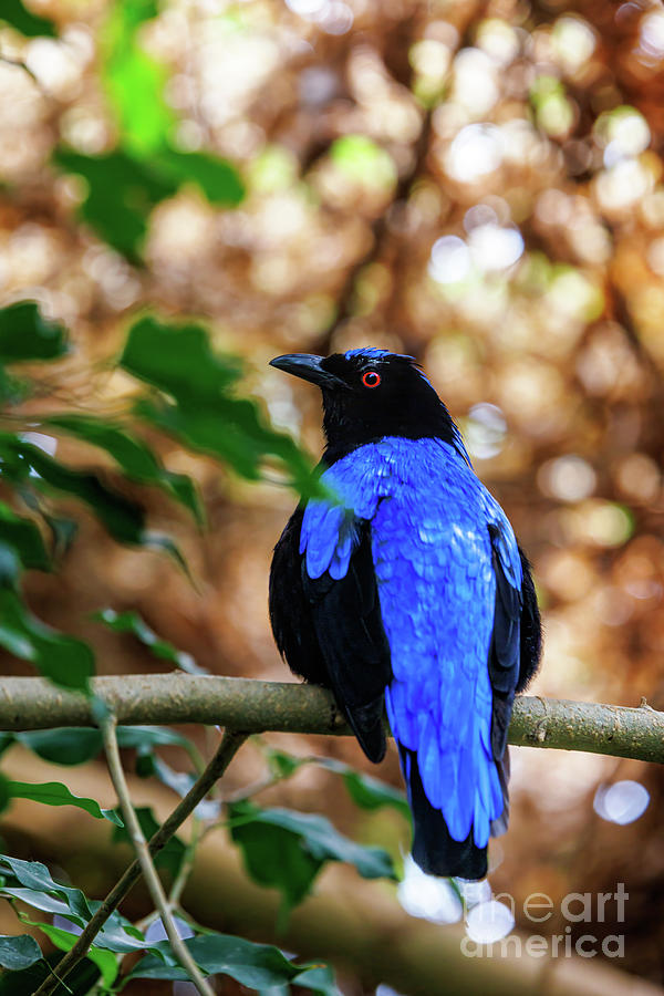 An Asian fairy-bluebird, Irena puella, perched on a branch. Profile view with warm bokeh background. Found in forests across tropical southern Asia, Indochina and the Greater Sundas Photograph by Jane Rix