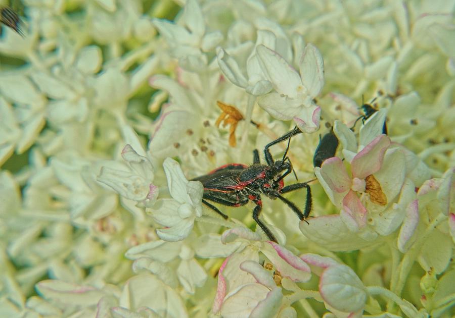 An Assassin Bug Waiting For A Likely Suspect Photograph