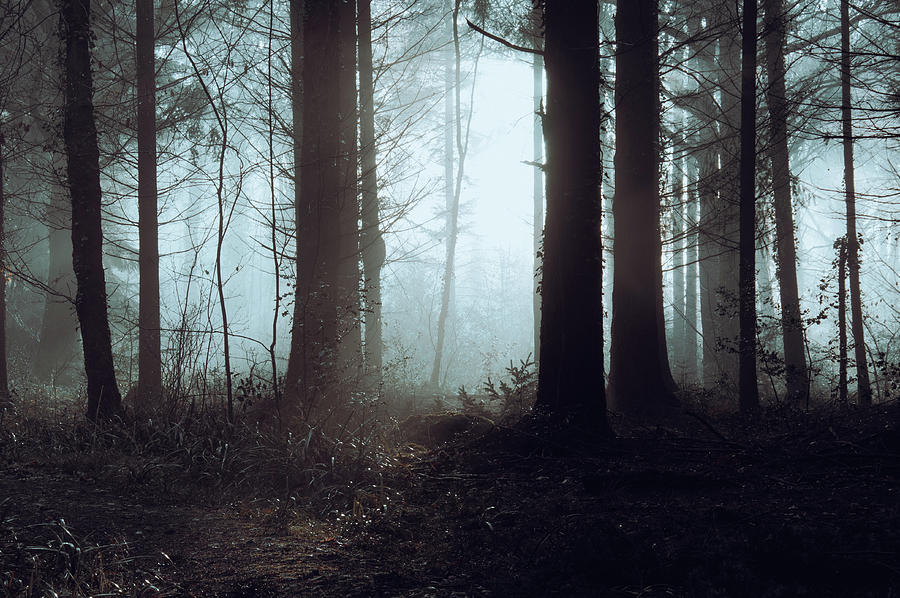 An Atmospheric Spooky Forest On A Misty Day Photograph By David Wall 