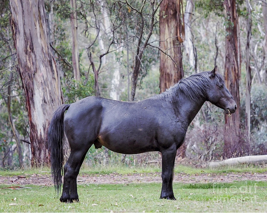 An Australian Brumby Stallion Photograph by Carol Hancock - Pixels