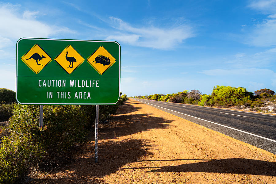 An Australian Wildlife Sign, depicting a kangaroo, an emu and an echidna, situated next to the Indian Ocean Road in Western Australia, Australia. Photograph by Prasit photo
