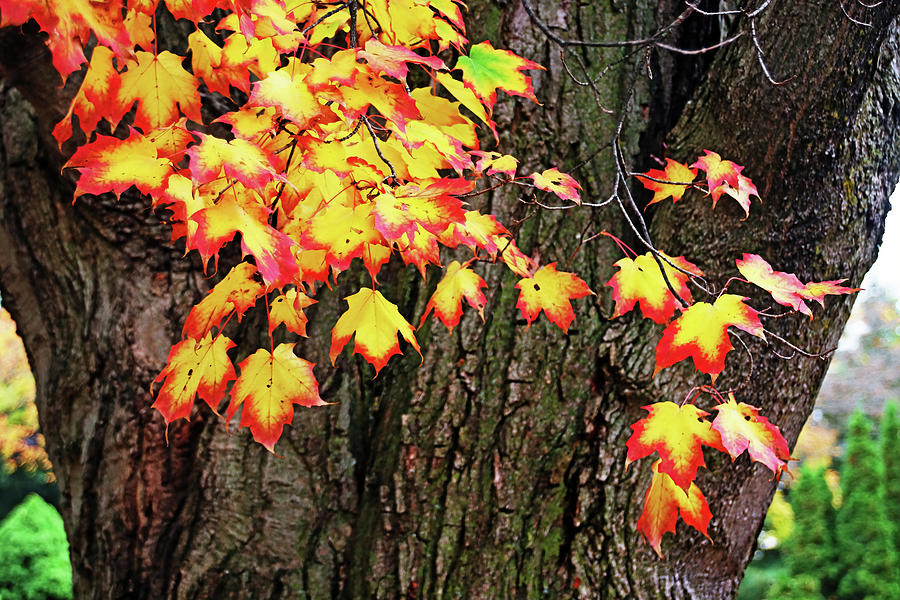 An Autumn Display Photograph by Debbie Oppermann