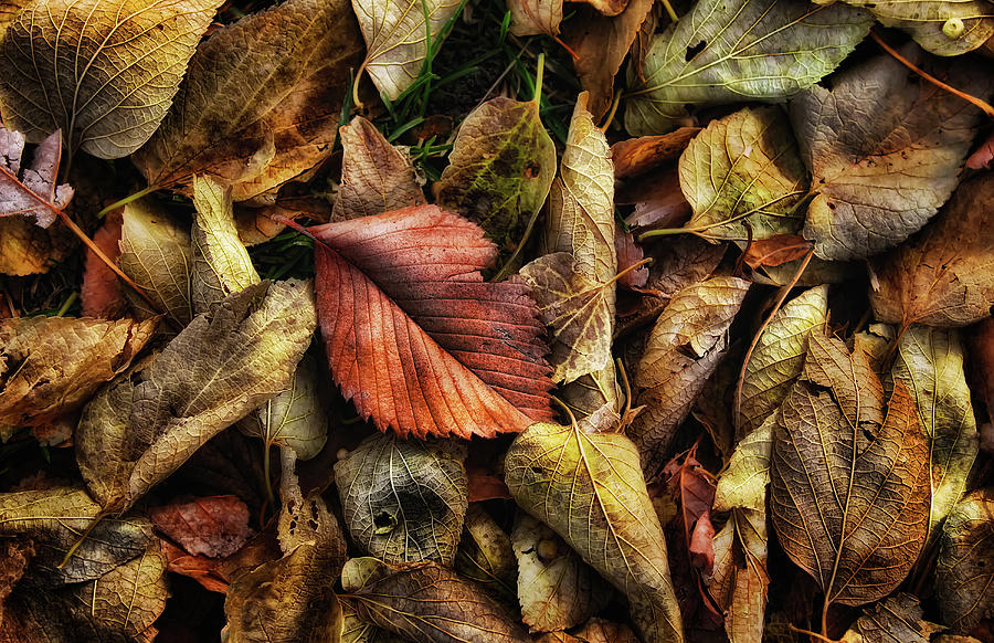 An Autumn Dream Photograph by Steve Sullivan