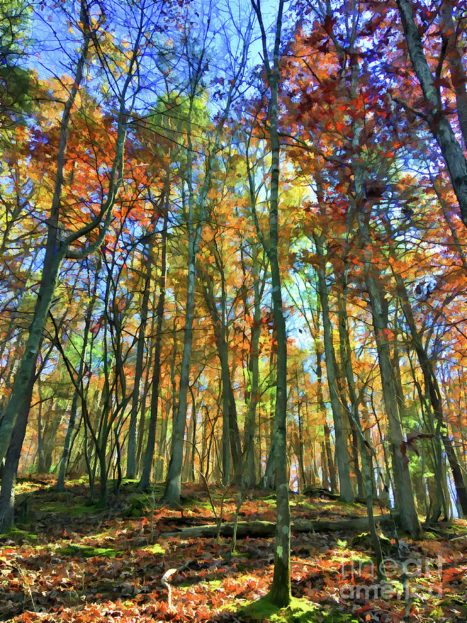 An Autumn Forest - A Mosaic of Color Photograph by Kerri Farley